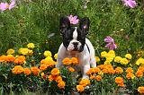 BOULEDOGUE FRANCAIS 1315